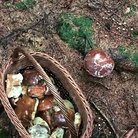 Luxus Erzgebirge In Alleinlage * Альтенберг